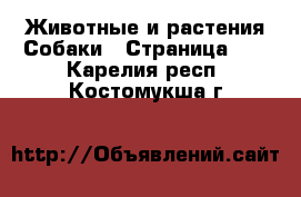 Животные и растения Собаки - Страница 11 . Карелия респ.,Костомукша г.